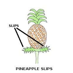 Pineapple Slip